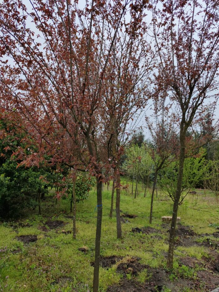 Süs Eriği Prunus Cerasifera Pissardii Nigra 18-20Q - Görsel 4