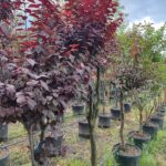 Süs Eriği Yarım Tijli 16-18Q Kalınlık