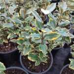 Süs İğdesi, 100 cm, 8 Litrelik Saksı, Altuni Yapraklı