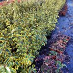 Elaeagnus x ebbingei ‘Limelight’ 40-60cm