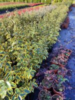 Elaeagnus x ebbingei ‘Limelight’ 40-60cm