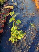 Elaeagnus x ebbingei ‘Limelight’ 40-60cm - Görsel 2