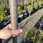 Süs Kirazı (Prunus serrulata) 12-14Q (Kutur) - Görsel 2
