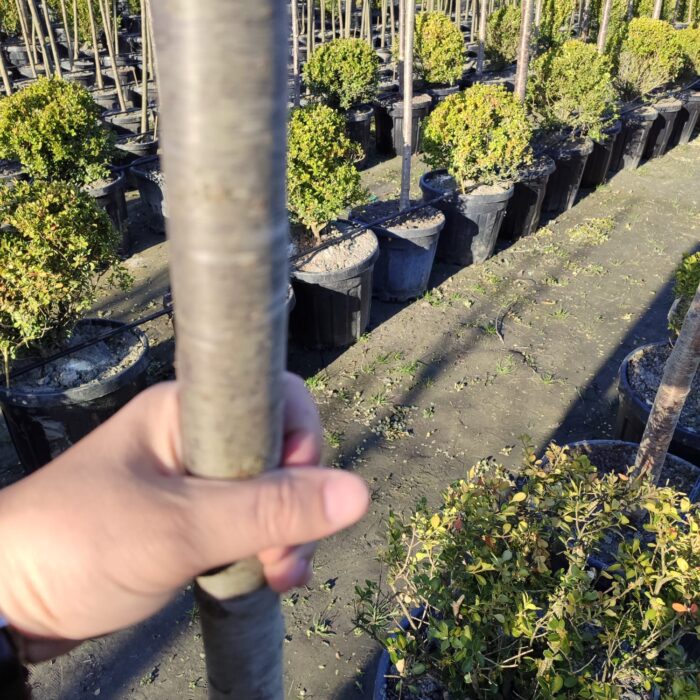 Süs Kirazı (Prunus serrulata) 12-14Q (Kutur) - Görsel 2