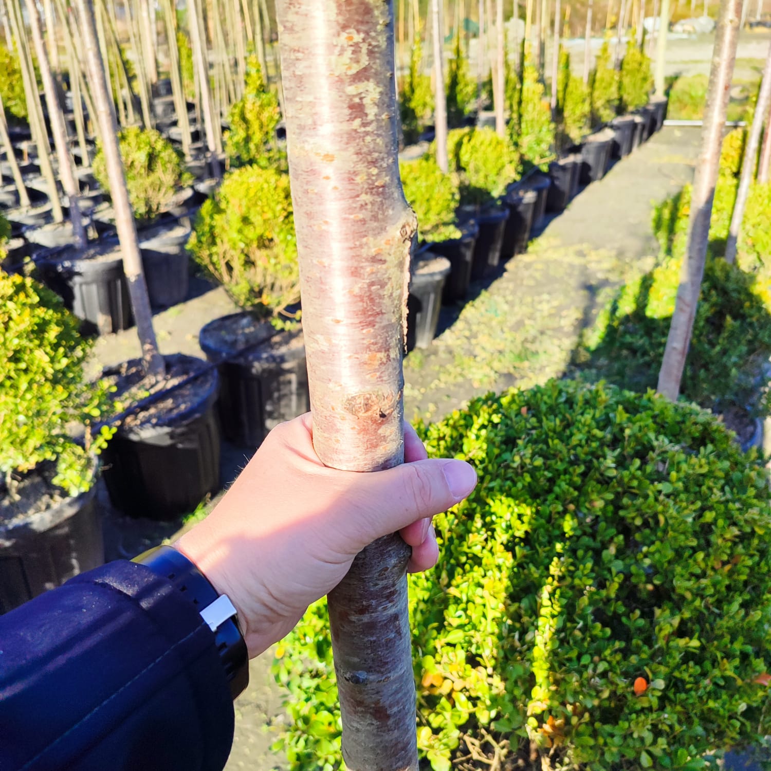 Süs Kirazı (Prunus serrulata) 14-16Q (Kutur)