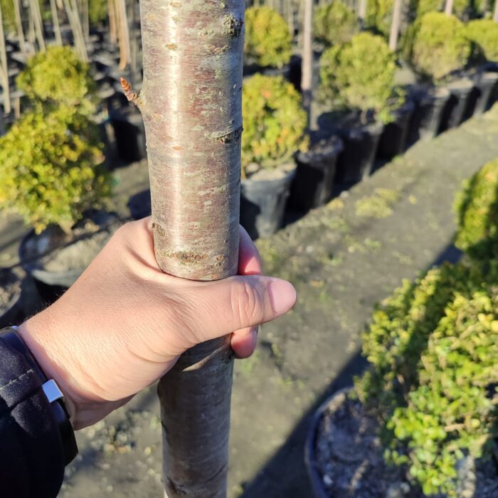 Süs Kirazı (Prunus serrulata) 16-18Q (Kutur) - Görsel 4