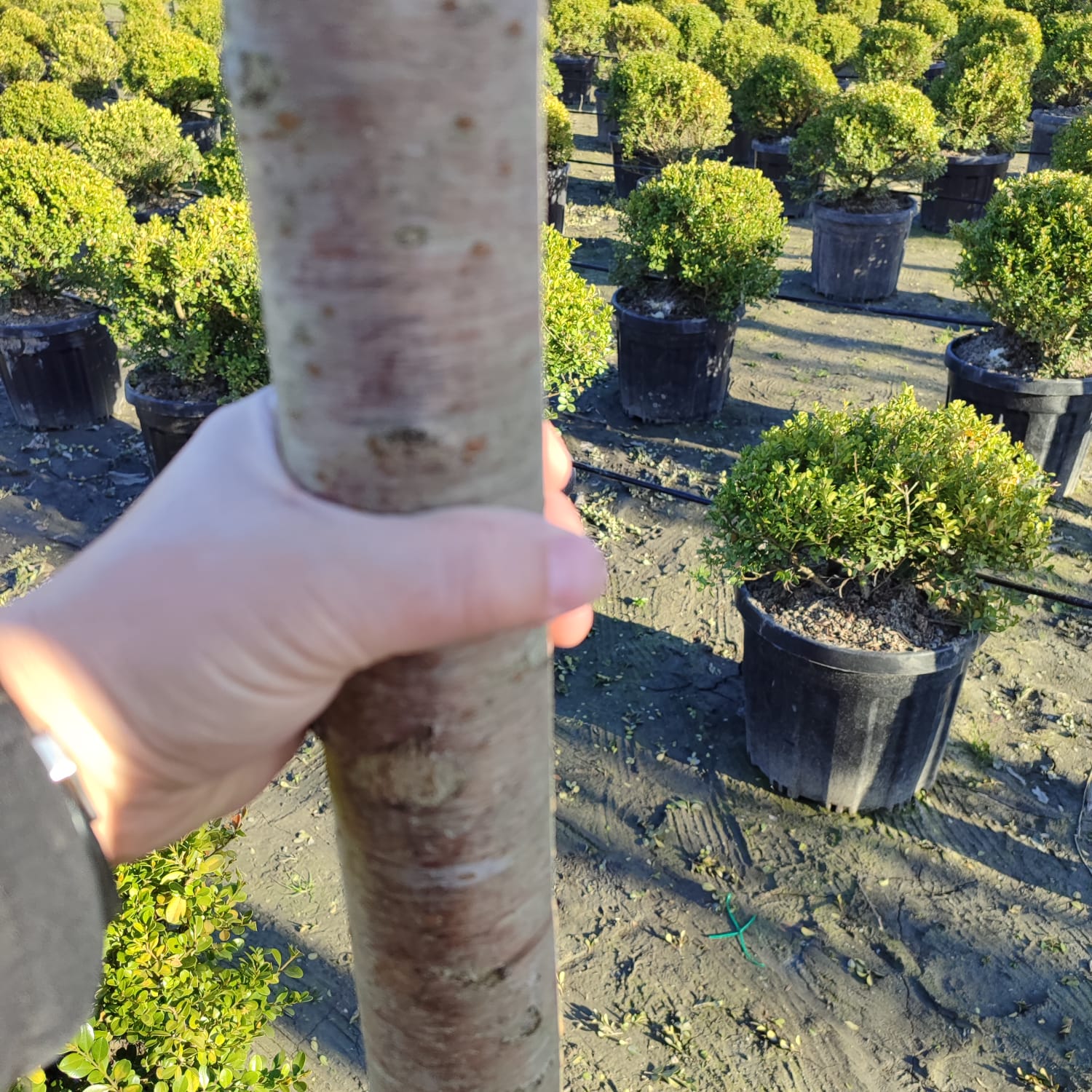 Süs Kirazı (Prunus serrulata) 18-20Q (Kutur)