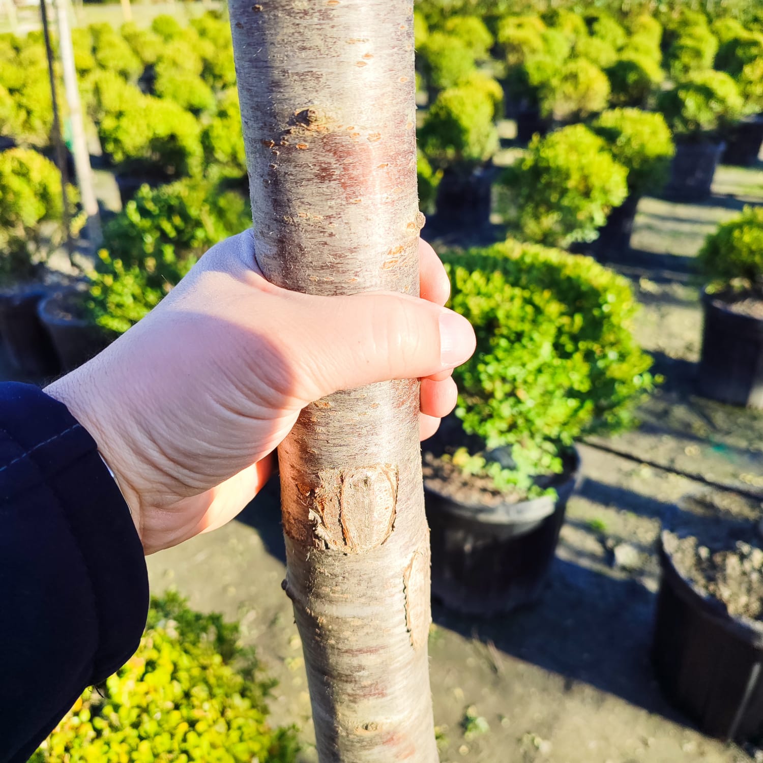 Süs Kirazı (Prunus serrulata) 18-20Q (Kutur)