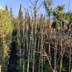 Prunus serrulata, Süs Kirazı Yarım Tijli