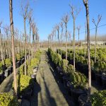 Süs Kirazı (Prunus serrulata) 14-16Q (Kutur)