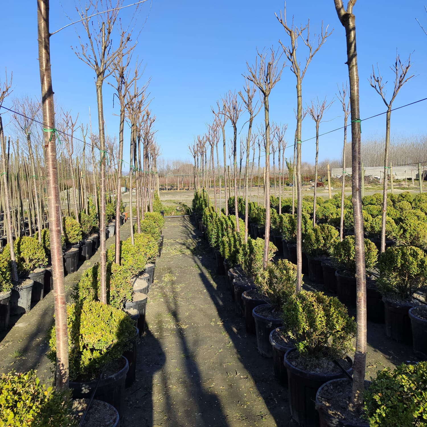 Süs Kirazı (Prunus serrulata) 14-16Q (Kutur)