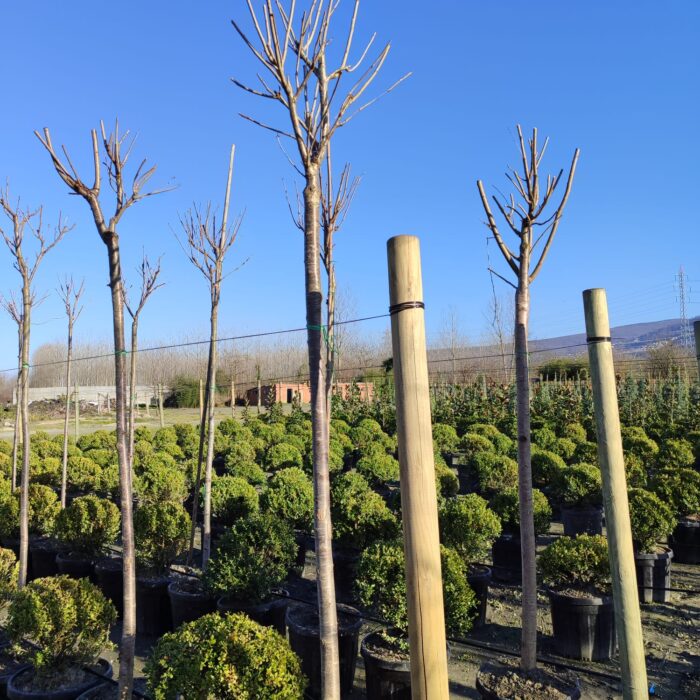 Süs Kirazı (Prunus serrulata) 12-14Q (Kutur) - Görsel 3