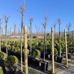 Süs Kirazı (Prunus serrulata) 18-20Q (Kutur)