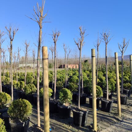 Süs Kirazı (Prunus serrulata) 18-20Q (Kutur)