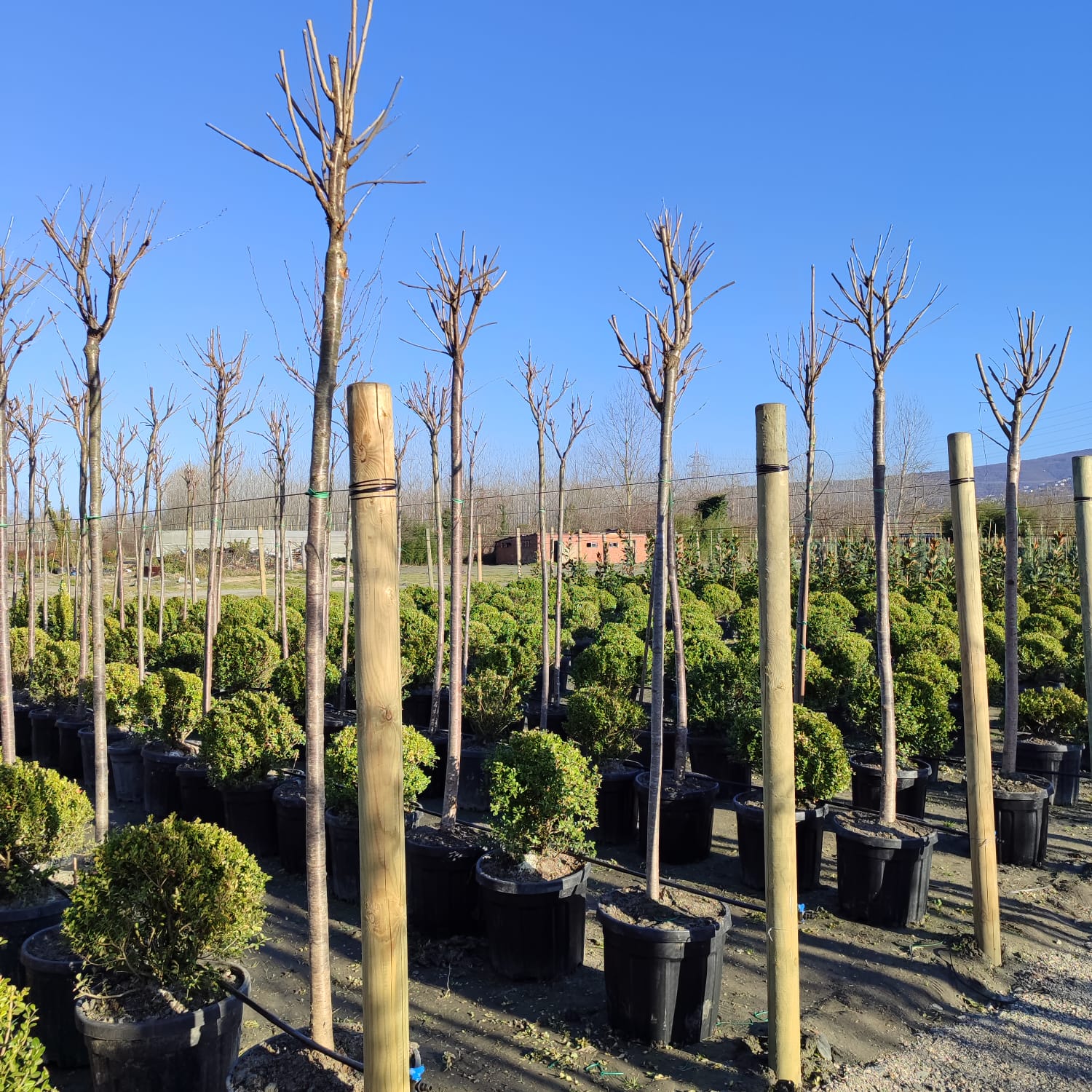 Süs Kirazı (Prunus serrulata) 12-14Q (Kutur)