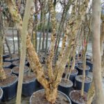 Büyük Nar Ağacı, Süs Narı 10-15 yıllık 100 Litre