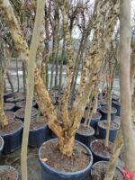 Büyük Nar Ağacı, Süs Narı 10-15 yıllık 100 Litre