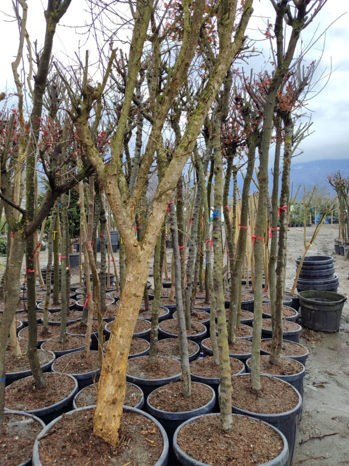 Büyük Nar Ağacı, Süs Narı 10-15 yıllık 100 Litre - Görsel 4