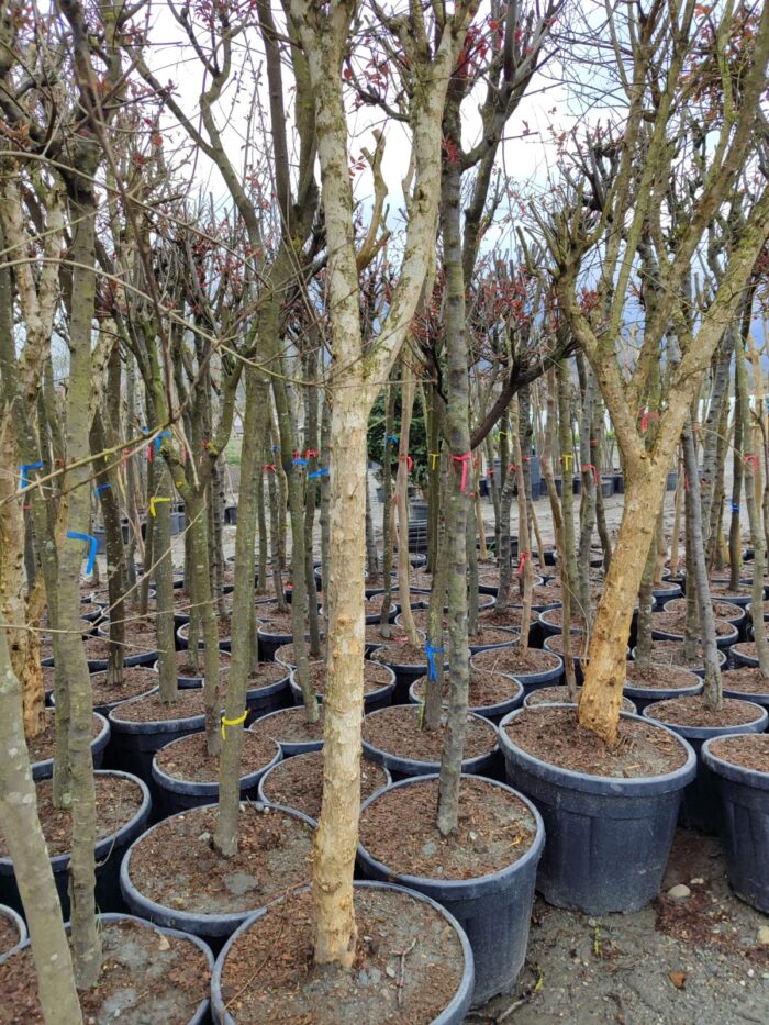 Büyük Nar Ağacı, Süs Narı 10-15 yıllık 100 Litre - Görsel 3