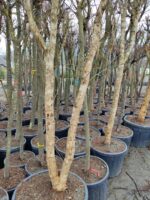 Büyük Nar Ağacı, Süs Narı 10-15 yıllık 100 Litre - Görsel 2