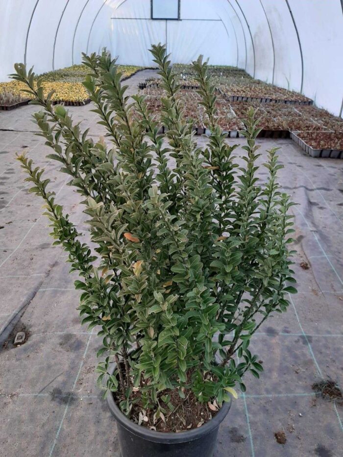 Sütun Taflan ( Yeşil Çıtır ) 3 litrelik saksı 30-40cm boy - Görsel 4
