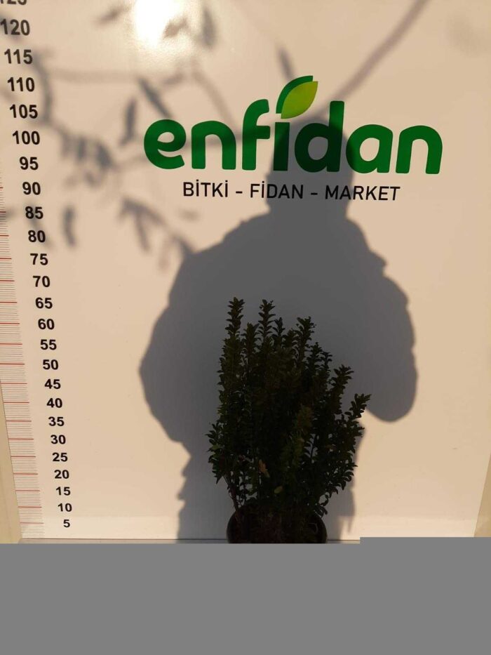 Sütun Taflan ( Yeşil Çıtır ) 3 litrelik saksı 30-40cm boy - Görsel 5
