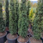 Sütun Porsuk (Taxus Battaca Fastigiata Robusta) 150cm