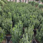 Sütun Taflan 40-60cm boy 10 Litre