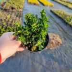 Sütun taflan 20-25cm boy