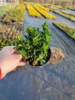 Sütun taflan 20-25cm boy