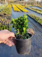 Sütun taflan 20-25cm boy - Görsel 4