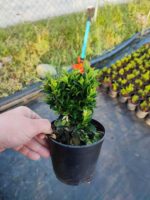 Sütun taflan 20-25cm boy - Görsel 3