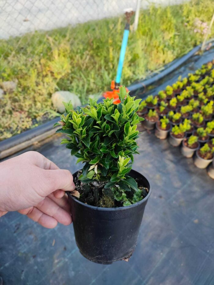 Sütun taflan 20-25cm boy - Görsel 3