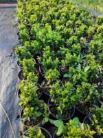 Sütun taflan 20-25cm boy - Görsel 5