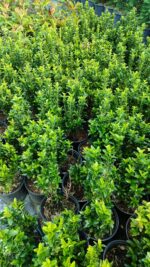 Sütun taflan 20-25cm boy - Görsel 2