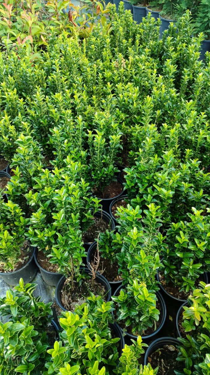 Sütun taflan 20-25cm boy - Görsel 2