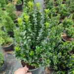 Sütun Taflan ( Yeşil Çıtır ) 3 litrelik saksı 30-40cm boy