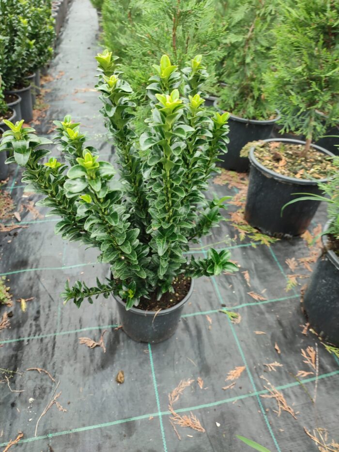 Sütun Taflan ( Yeşil Çıtır ) 3 litrelik saksı 30-40cm boy - Görsel 3