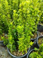 Sütun Taflan 40-50cm 5 Litre - Görsel 7