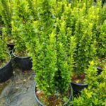 Sütun Taflan 40-50cm 5 Litre