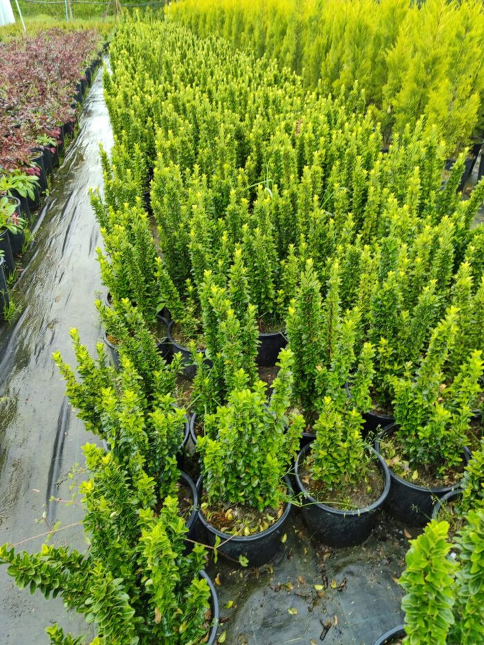 Sütun Taflan 40-50cm 5 Litre - Görsel 6