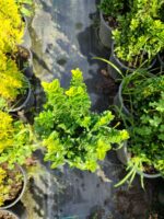 Sütun Taflan 40-50cm 5 Litre - Görsel 4