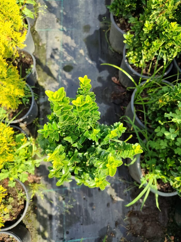 Sütun Taflan 40-50cm 5 Litre - Görsel 4