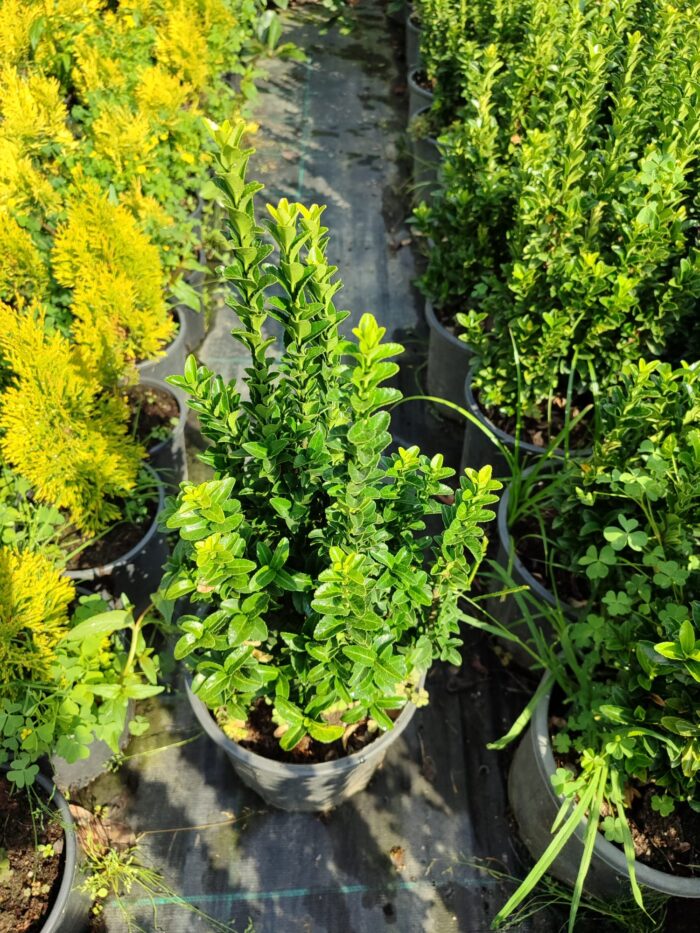 Sütun Taflan 40-50cm 5 Litre - Görsel 3