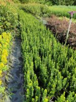 Sütun Taflan 40-50cm 5 Litre - Görsel 2