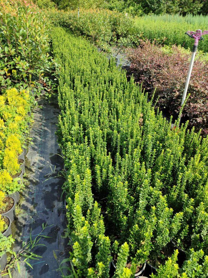 Sütun Taflan 40-50cm 5 Litre - Görsel 2