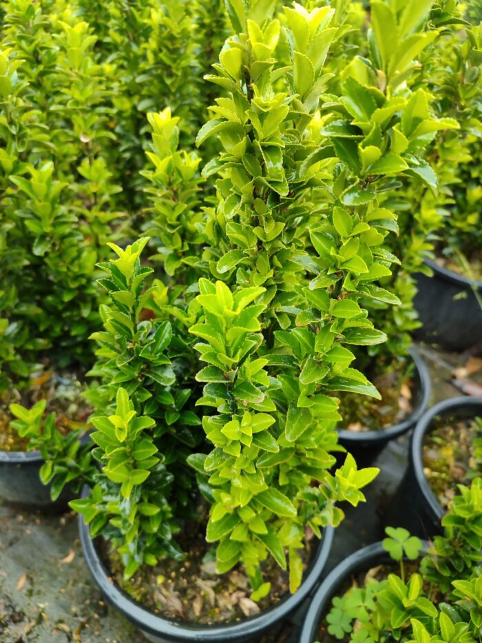 Sütun Taflan 40-50cm 5 Litre - Görsel 7