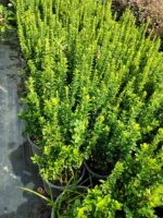 Sütun Taflan 40-50cm 5 Litre - Görsel 5