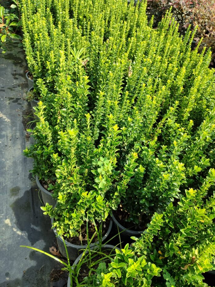 Sütun Taflan 40-50cm 5 Litre - Görsel 5