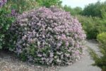 Leylak - Syringa Meyeri Palibin - Görsel 9